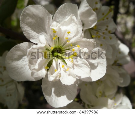 Bright yellow white an apple-tree flower illuminated by a bright ray of the spring sun and an orchard silhouette on a back background