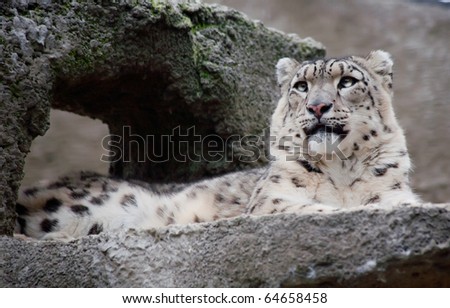 Proud, leader, a snow leopard lies on a height of a rock and ????? looks up