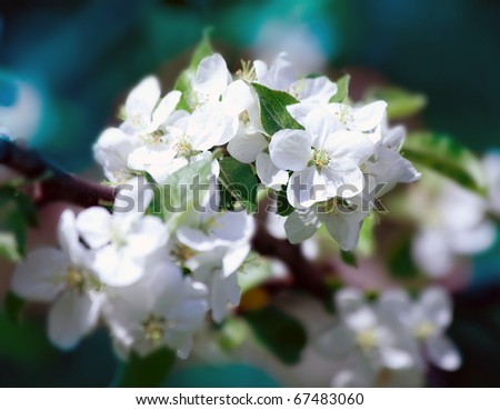 Bright white an apple-tree flower illuminated by a bright ray of the spring sun and blue sky on a back background