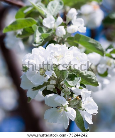 apple-tree flower  Bright white illuminated by a bright ray of the spring sun and blue sky on a back background