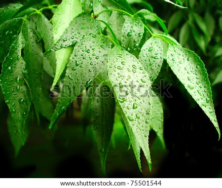 Green leaves of a willow after a rain with drops fresh at its finest against green wood on a background