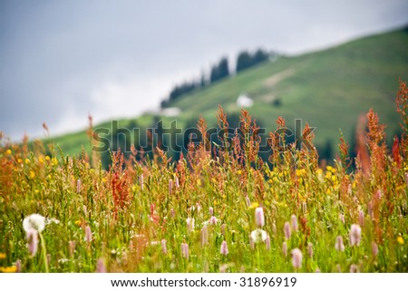 Panoramic Flowers