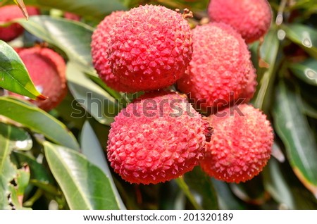 Red fresh Lychee - Litchi on a tree in the morning golden hour light (macro)