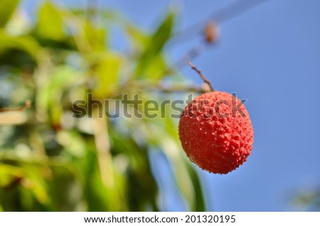 Red fresh Lychee - Litchi in a tree in the morning golden hour light (macro, bokeh) with the blue sky in the background