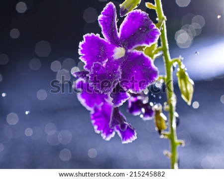 Artistic image of a purple flower with many light points of bokeh