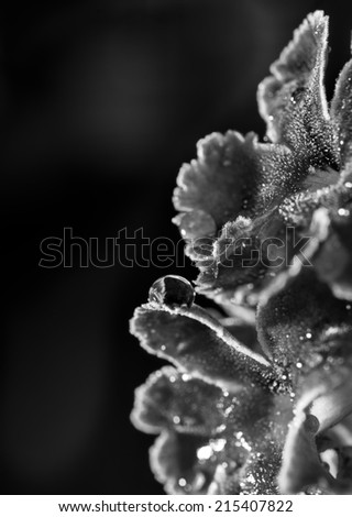 Artistic image of a purple flower with a water drop in black and white