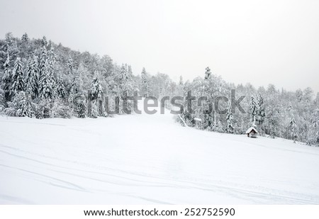 Ski slopes in the coniferous forest in \'Kolasin 1450\' mountain ski resort with unknown people skiing and hiking after a heavy snowfall, Kolasin, Montenegro