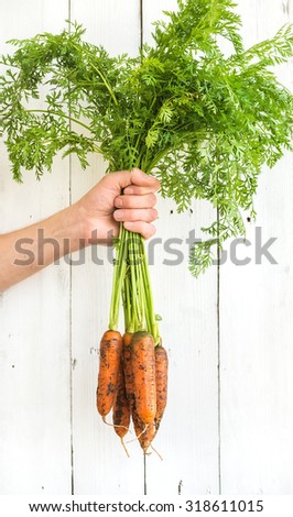 Bunch of fresh garden carrots with green leaves in the hand, white wooden backdrop, copy space