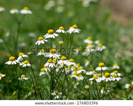 Chamomile flowers in the field of healing.