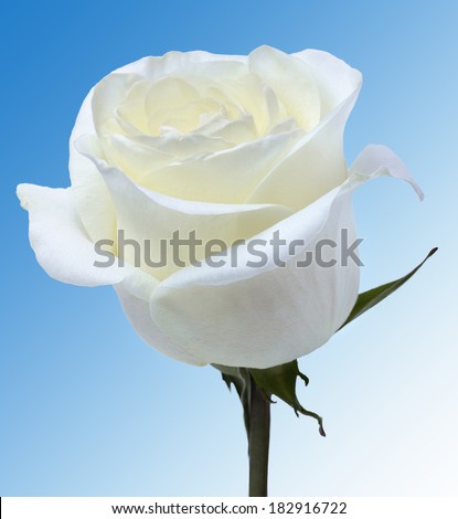 White rose on blue background