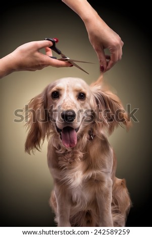 dog a haircut