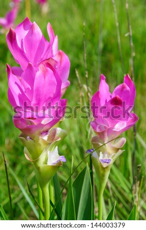 Beautiful Siam Tulip in Thailand