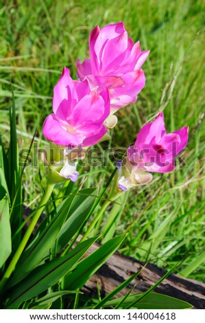Beautiful Siam Tulip in Thailand