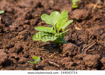 Sprout on soil with sunlight