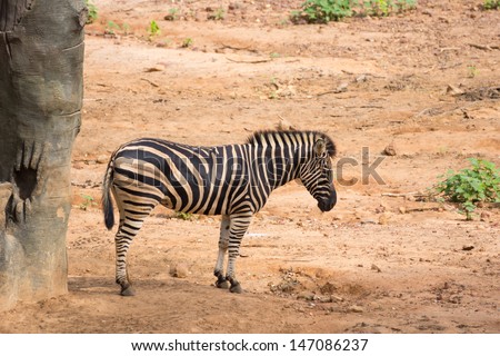 Yong zebra standing on the soil