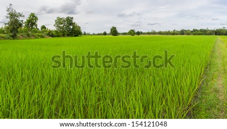 Panorama shot of rice field in Thailand in cloudy day