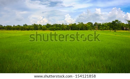 Landscape of rice field  farm in cloudy day