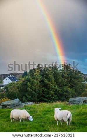 Sheep at the pasture with rainbow sky at background in Norway