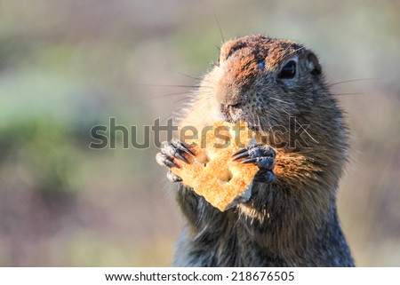 Gopher eating cookie in Kamchatka, Russia