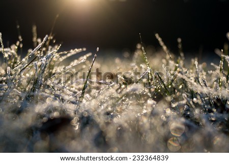 Frozen grass, covered by hoarfrost in golden evening lightning - abstract nature background