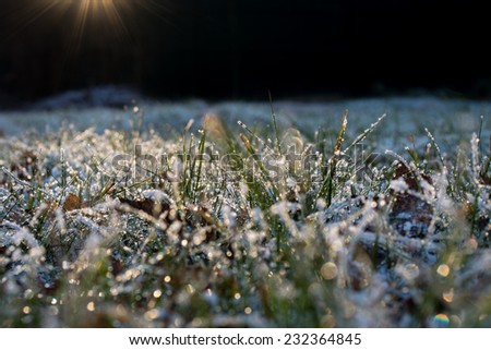 Frozen grass, covered by hoarfrost in golden evening lightning - abstract nature background