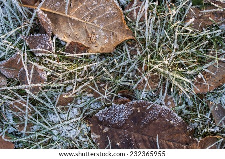 Frozen grass and autumn leaves, covered by hoarfrost - winter nature background
