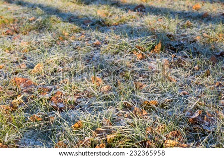 Frozen grass and autumn leaves, covered by hoarfrost at sunset light with long shadows - winter nature background
