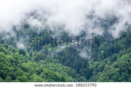 Mysterious foggy forest in Caucasus mountains new in summer near Rosa Khutor ski resort, Sochi, Russia
