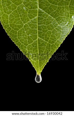Closeup of a green leaf with moisture and a single water drop on the tip of the leaf isolated on a black background