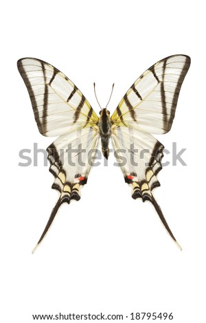 Top view of a Swallowtail butterfly (Eurytides protesilaus) originating from Peru isolated on a white background