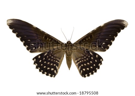 blue butterfly isolated on white moth isolated on a whi