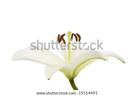 Side perspective of a white lily isolated on a white background