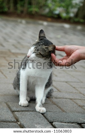 Hand patting cat