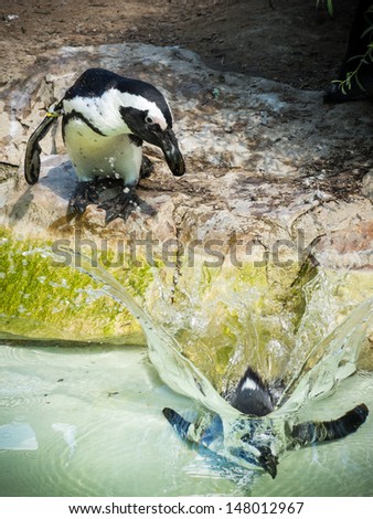 penguins jumped in to the water