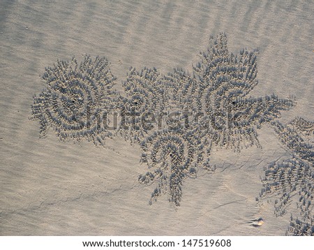 Sand design by small crab on the beach, House of small crab on the beach