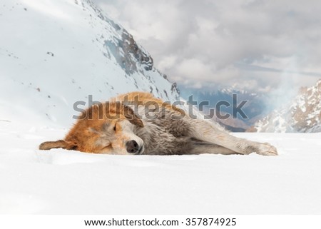 vagrant dog sleep on snow