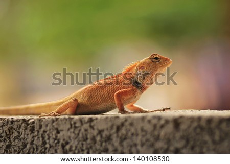 Big orange lizard on the stone wall in Vietnam