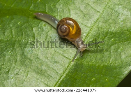 Snail on leave