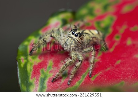 Jumping spider on leave red background