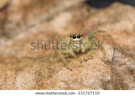 Jumping spider on leave background