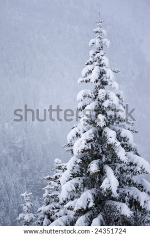 a view of a snow covered pine tree on a cloudy day with a forest covered mountain side in the background