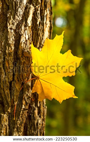 Maple leaf and a trunk on a blurred forest texture.