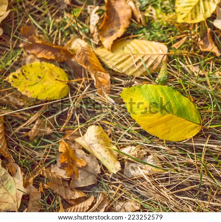 Foliage leaves forest floor texture.