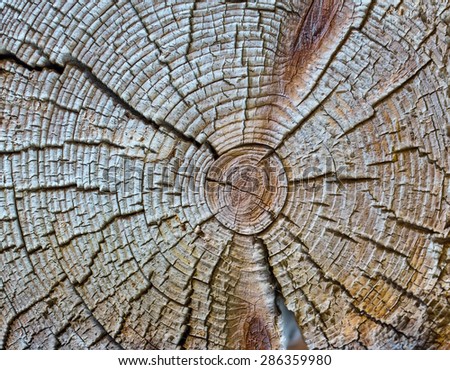 Tree timber texture close up for background.