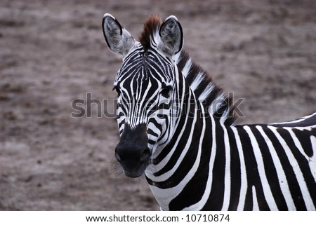 Gazing zebra at a safari park in england