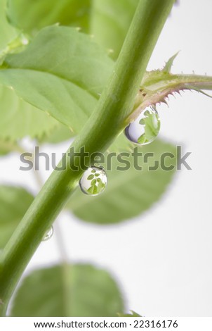 Water drops on a plant stem with a strong reflection of leaves inside