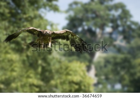 golden eagle in flight. stock photo : Golden eagle in