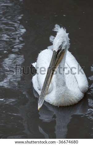 A pelican just chilling out. animal