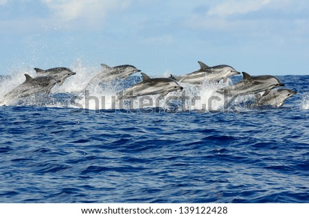 Pod of striped dolphins Azores Pod of striped dolphins Azores
