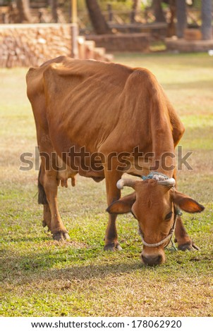 Indian cow grazing grass